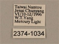 臺灣鋸翅天蛾藏品圖，第3張