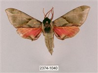 榆綠天蛾藏品圖，第1張