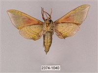 榆綠天蛾藏品圖，第2張