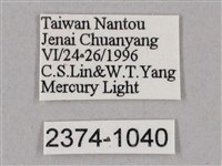 榆綠天蛾藏品圖，第3張