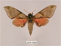 榆綠天蛾藏品圖，第1張