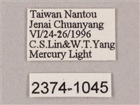 榆綠天蛾藏品圖，第3張