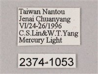 榆綠天蛾藏品圖，第3張