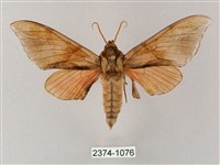 榆綠天蛾藏品圖，第1張