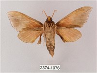 榆綠天蛾藏品圖，第2張