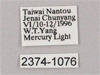 榆綠天蛾藏品圖，第3張