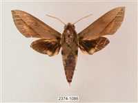 藏斜紋天蛾藏品圖，第1張