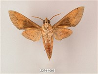 藏斜紋天蛾藏品圖，第2張