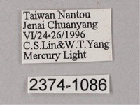 藏斜紋天蛾藏品圖，第3張