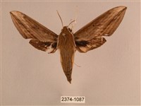 背線天蛾藏品圖，第1張