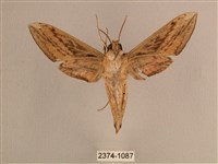 背線天蛾藏品圖，第2張