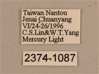 背線天蛾藏品圖，第3張