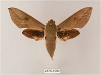 藏斜紋天蛾藏品圖，第1張