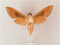 藏斜紋天蛾藏品圖，第2張