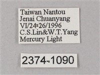 藏斜紋天蛾藏品圖，第3張