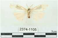 臺雪苔蛾藏品圖，第2張