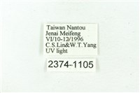 臺雪苔蛾藏品圖，第3張