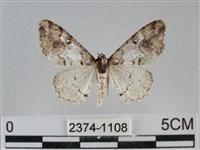 雙峰霜尺蛾藏品圖，第1張