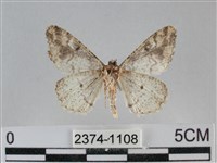 雙峰霜尺蛾藏品圖，第2張