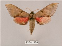 榆綠天蛾藏品圖，第1張