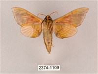 榆綠天蛾藏品圖，第2張