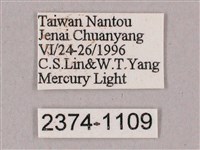 榆綠天蛾藏品圖，第3張