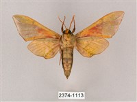 榆綠天蛾藏品圖，第2張