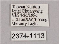 榆綠天蛾藏品圖，第3張