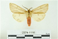 赭新污燈蛾藏品圖，第1張