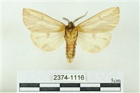 赭新污燈蛾藏品圖，第2張