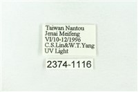 赭新污燈蛾藏品圖，第3張