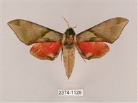 榆綠天蛾藏品圖，第1張