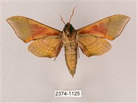 榆綠天蛾藏品圖，第2張