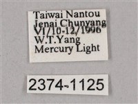 榆綠天蛾藏品圖，第3張