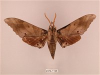 栗六點天蛾藏品圖，第1張