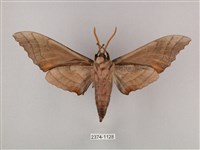 栗六點天蛾藏品圖，第2張