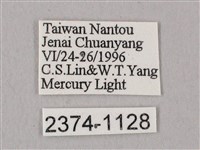 栗六點天蛾藏品圖，第3張