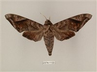 全緣缺角天蛾藏品圖，第1張