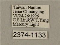 全緣缺角天蛾藏品圖，第3張