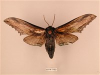 臺灣鋸翅天蛾藏品圖，第1張