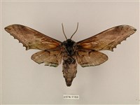 臺灣鋸翅天蛾藏品圖，第2張