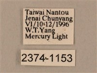 臺灣鋸翅天蛾藏品圖，第3張