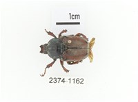 臺灣角金龜藏品圖，第1張