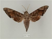 全緣缺角天蛾藏品圖，第1張