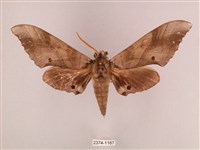 栗六點天蛾藏品圖，第1張