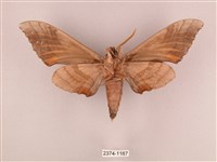 栗六點天蛾藏品圖，第2張