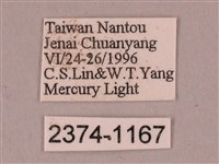 栗六點天蛾藏品圖，第3張