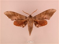 栗六點天蛾藏品圖，第1張