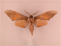 栗六點天蛾藏品圖，第2張