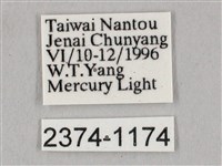 栗六點天蛾藏品圖，第3張